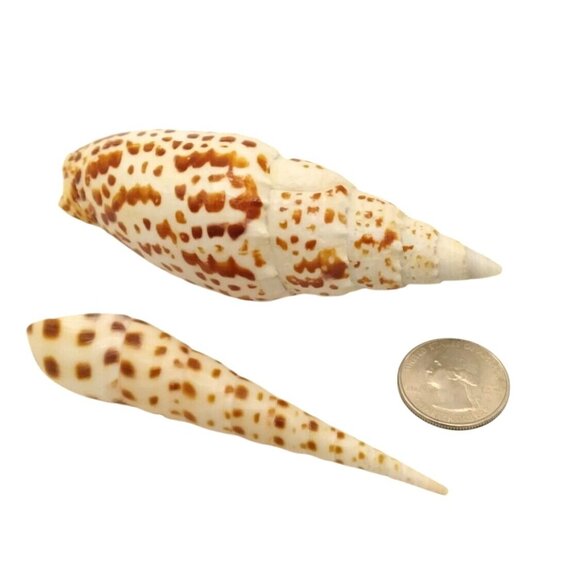 Mitra Papalis & Spotted Auger Shell Set Vintage Natural White & Brown Decorative - Picture 4 of 4